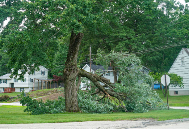 Best Hazardous Tree Removal  in USA